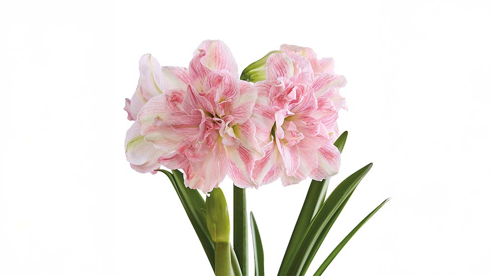 Amaryllis rose