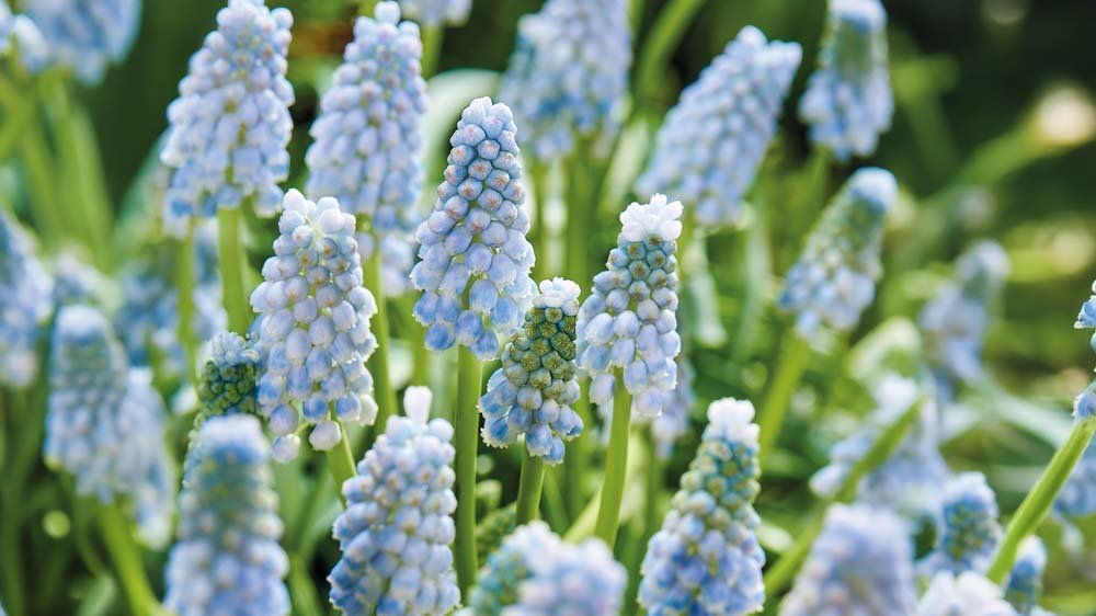 Muscari - Blomea.fr