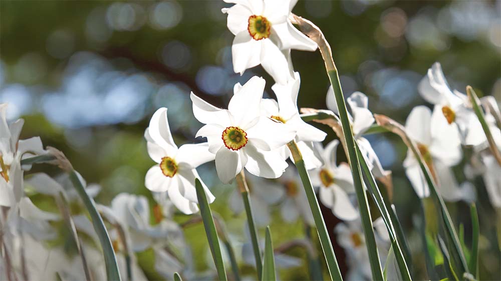 Narcisse des poètes - Blomea.fr