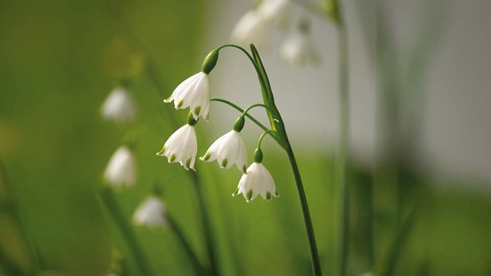 Nivéole d’été - Blomea.fr