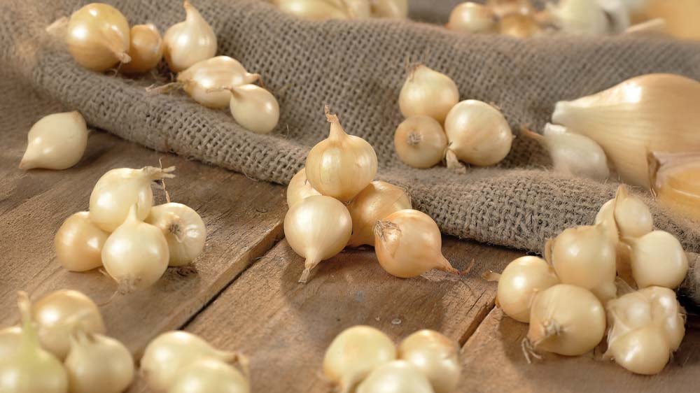 Oignons à planter - Blomea.fr