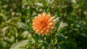 Dahlia orange