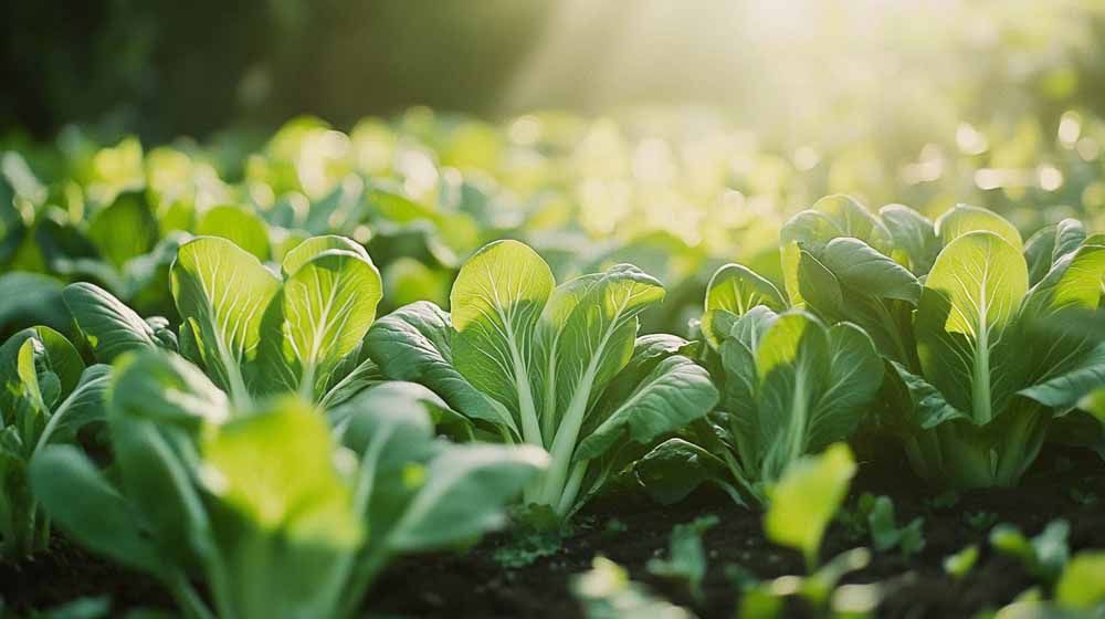 Graines de pak choi