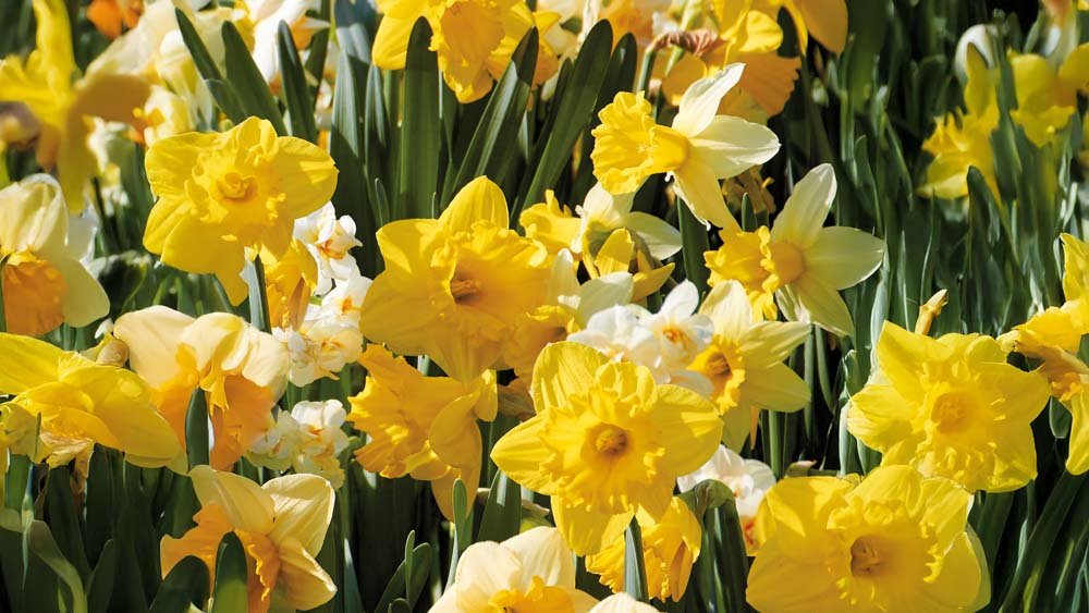 Grands paquets de jonquilles