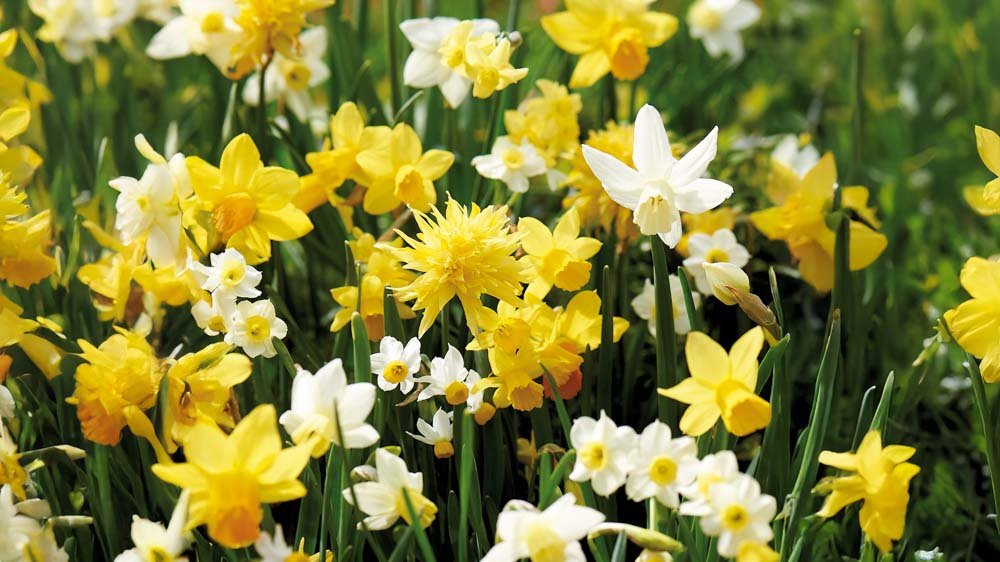 Offres de jonquilles