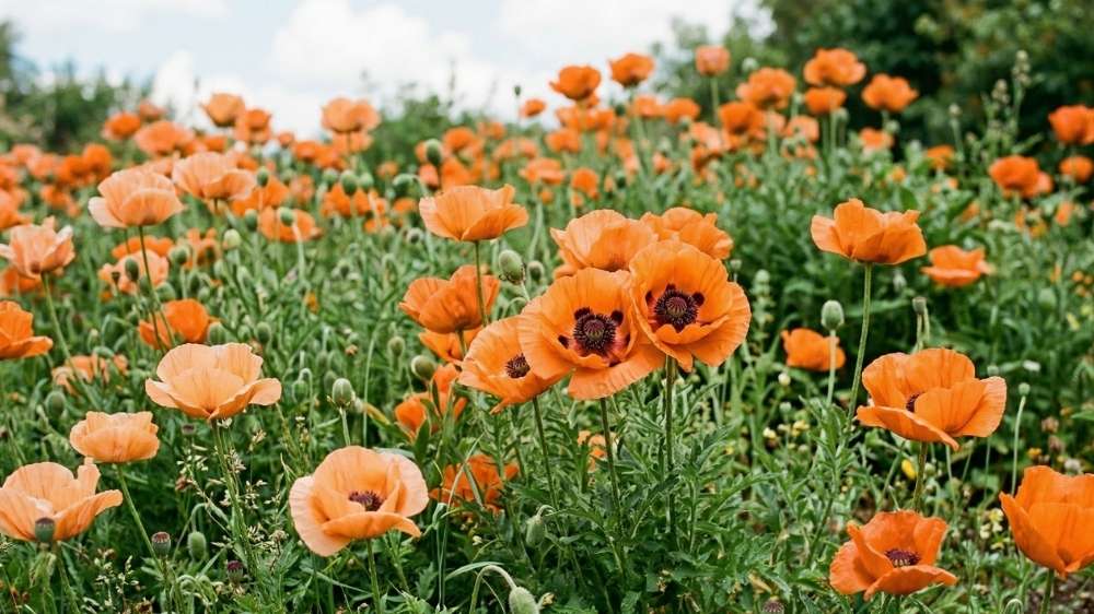 Pavot orange - Blomea.fr