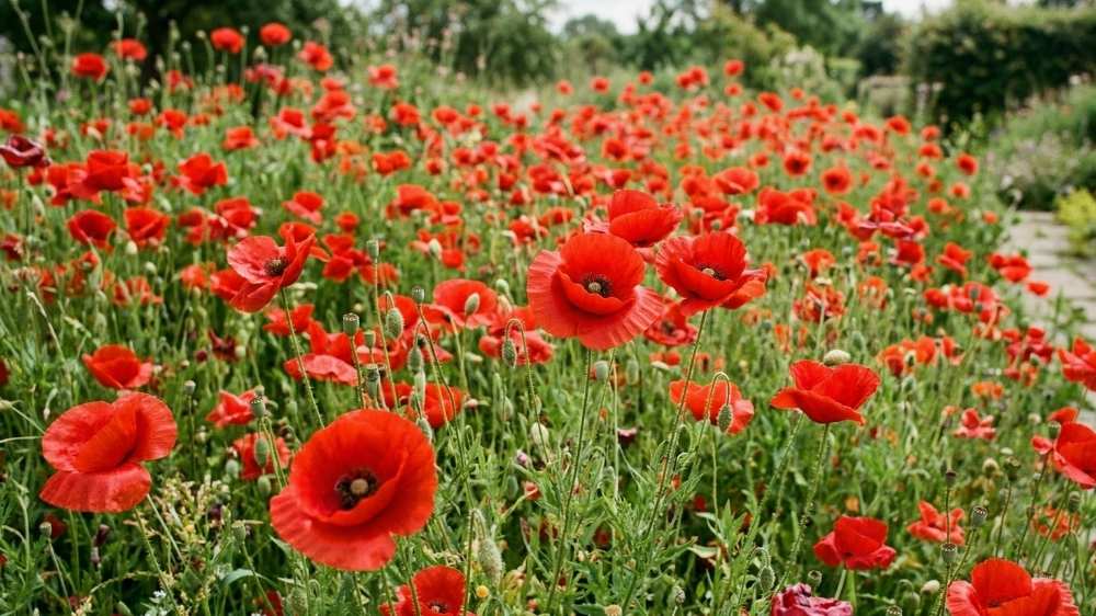 Pavot rouge - Blomea.fr