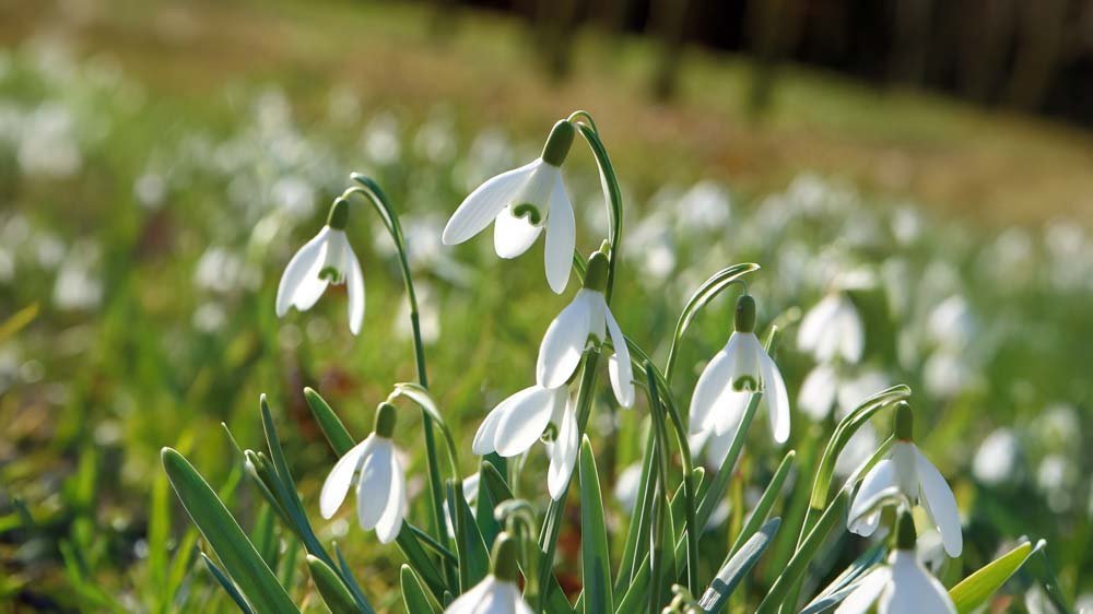 Perce-neige - Blomea.fr