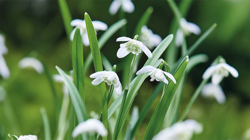 Perce-neige doubles - Blomea.fr