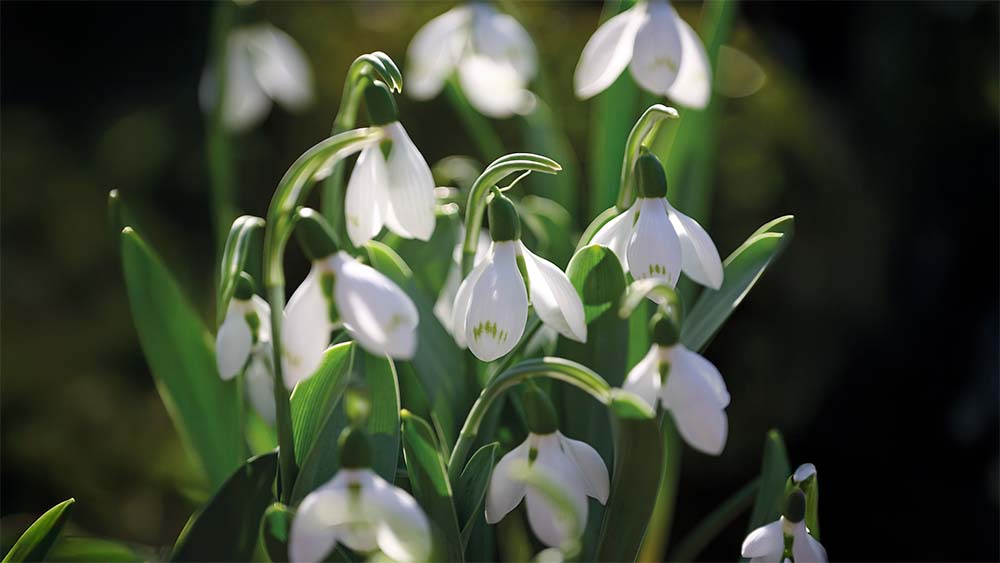 Perce-neige géant - Blomea.fr