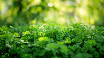 Graines de persil