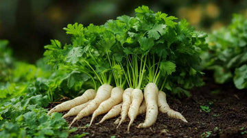Graines de racine de persil