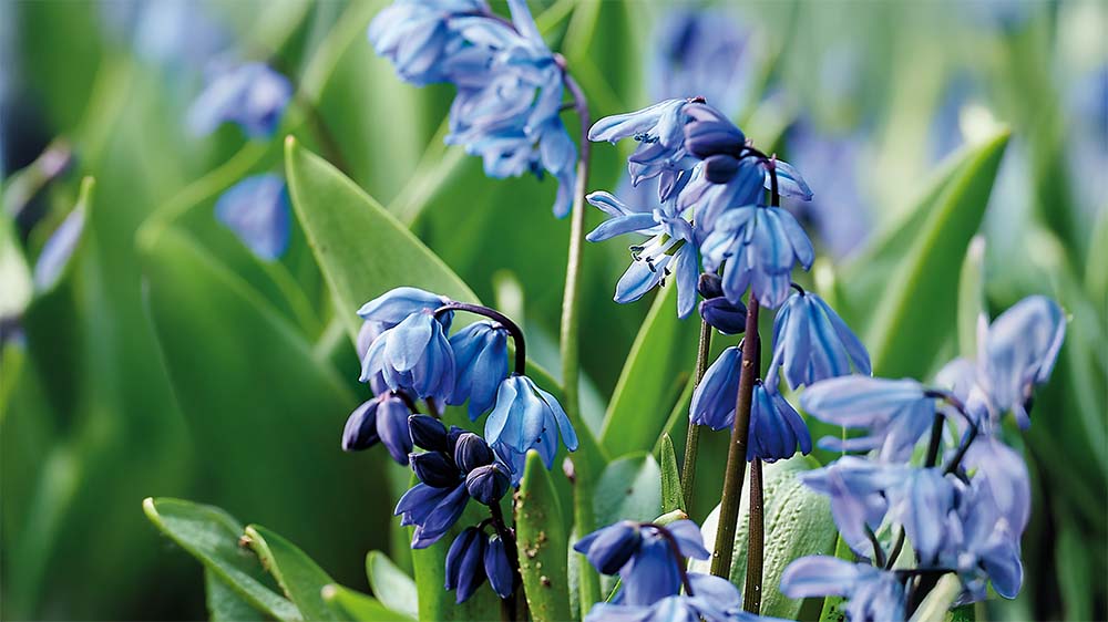 Petites Gloire des neiges - Blomea.fr