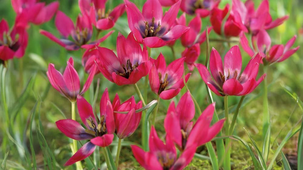 Petites tulipes - Blomea.fr