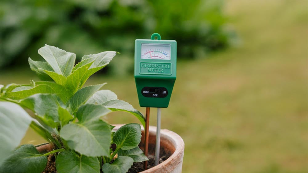 pH mètre - Blomea.fr