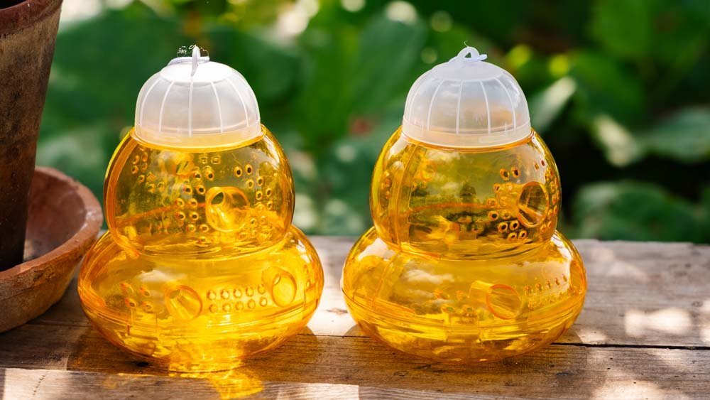 Piège à guêpes - Blomea.fr