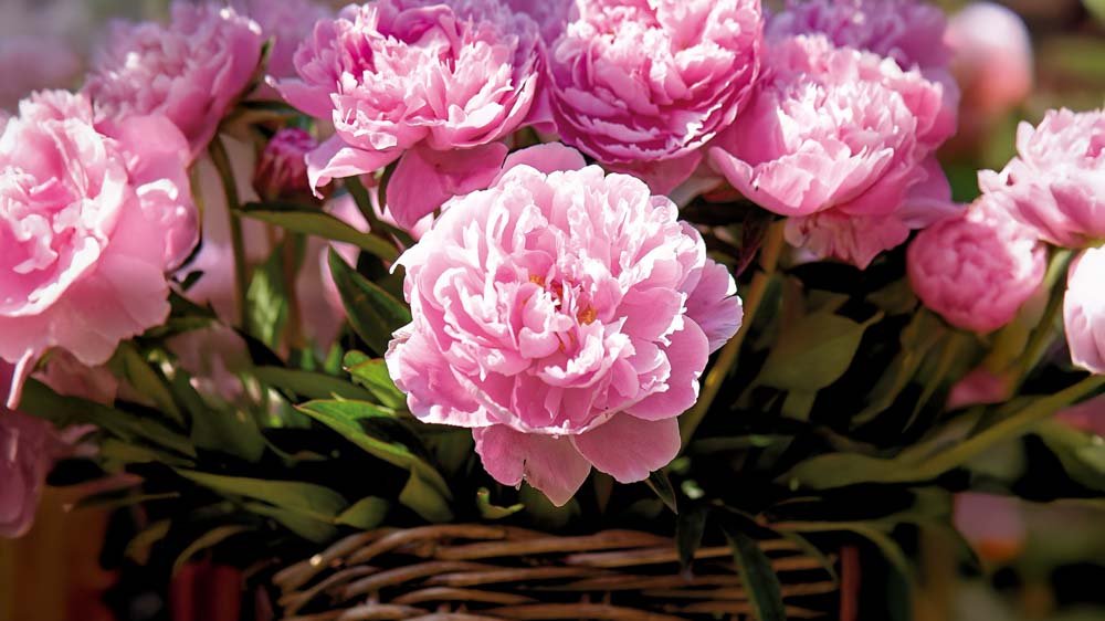 Pivoine de Chine - Blomea.fr