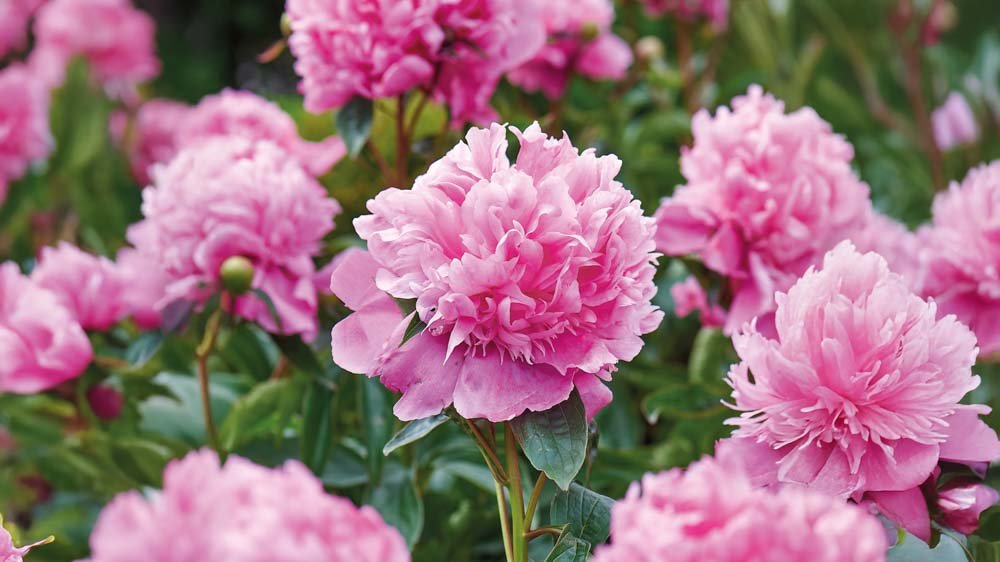 Pivoines - Blomea.fr