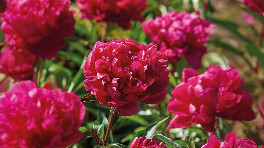 Pivoines arbustives - Blomea.fr