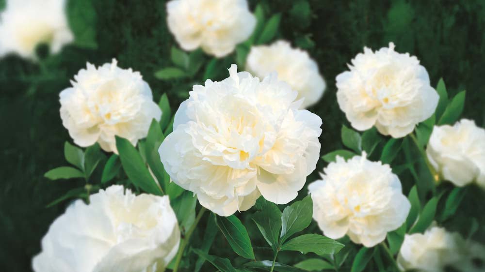 Pivoines blanches - Blomea.fr