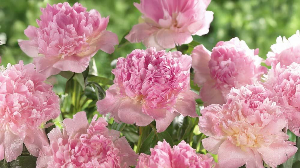Pivoines roses - Blomea.fr