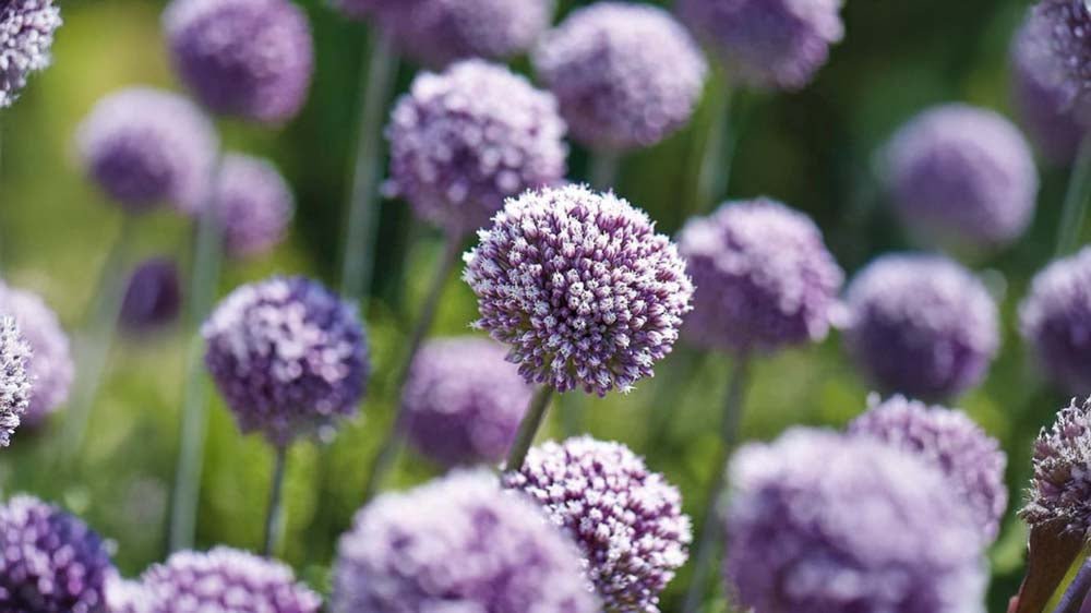 Plantes bulbeuses - Blomea.fr