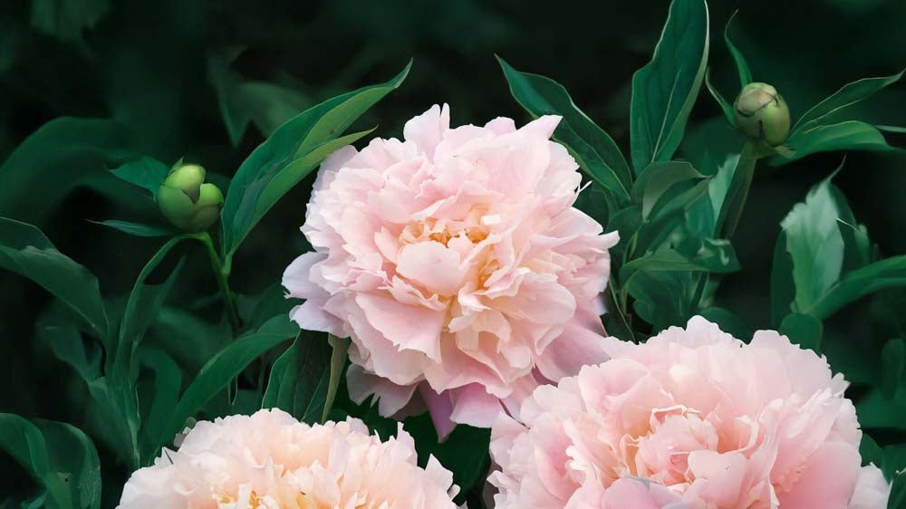 Plantes vivaces - Blomea.fr