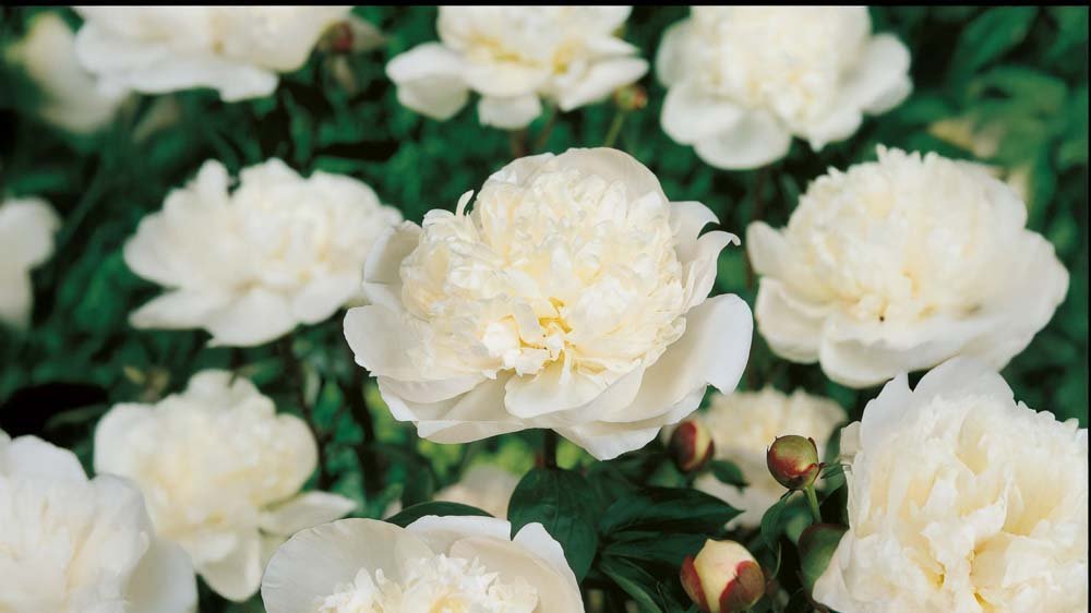 Plantes vivaces pour pots et bacs - Blomea.fr