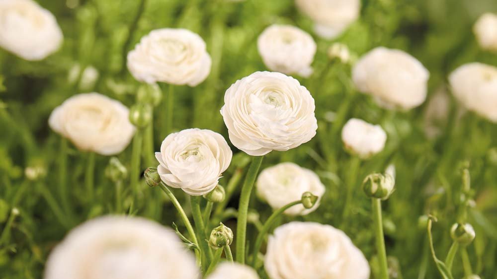 Renoncules blanches - Blomea.fr