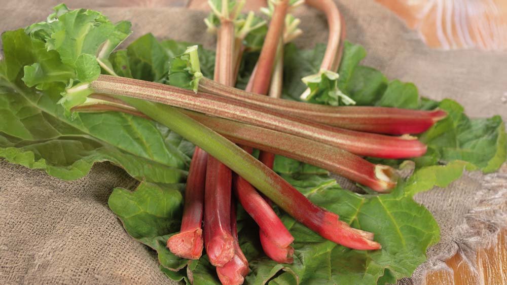 Rhubarbes - Blomea.fr