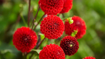 Dahlia rouge