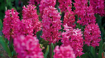 Jacinthes rouges