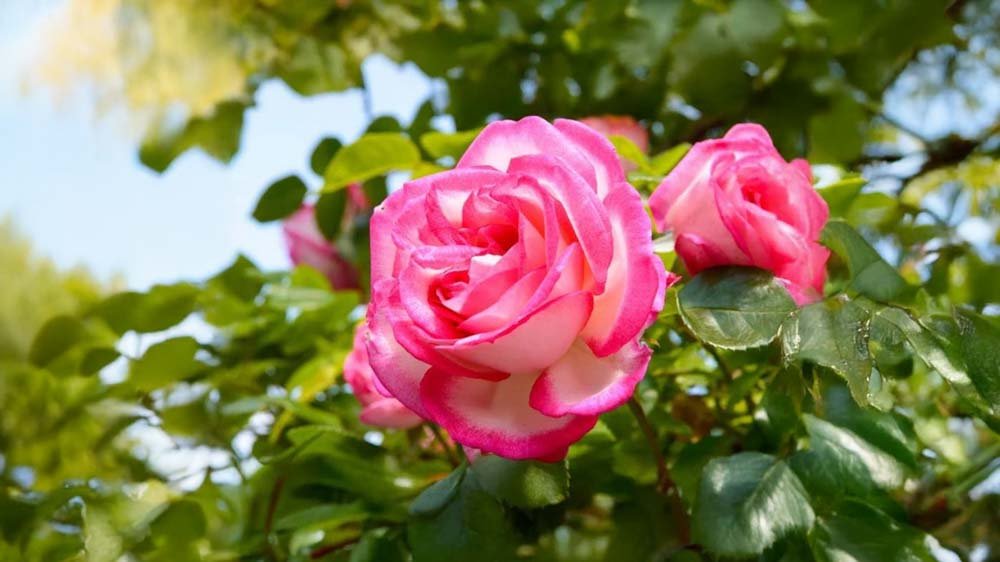 Rosiers de jardin - Blomea.fr