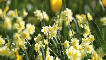 Mini jonquilles