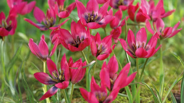 Petites tulipes