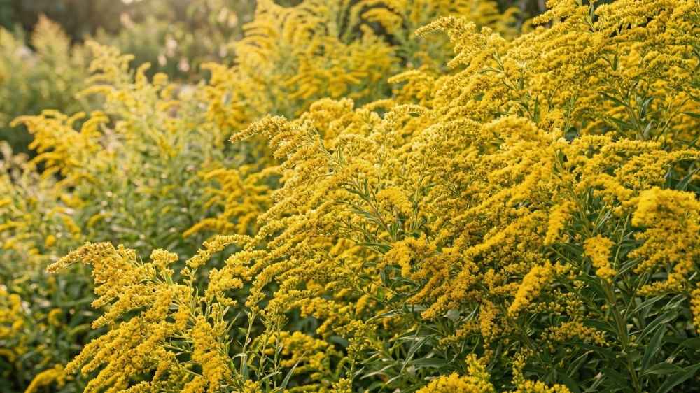 Solidago - Blomea.fr