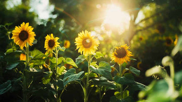 Graines de tournesol