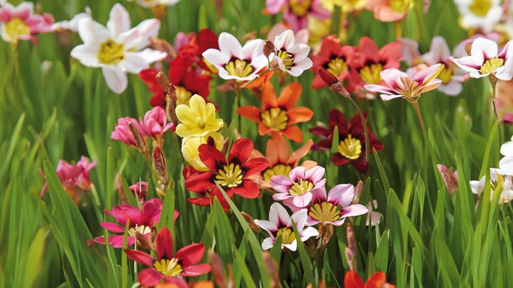 Sparaxis - Blomea.fr