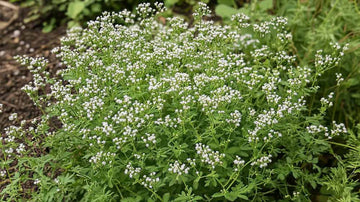 Graines de cumin