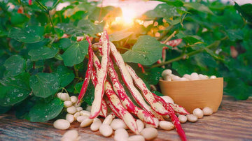 Graines de haricots à rames
