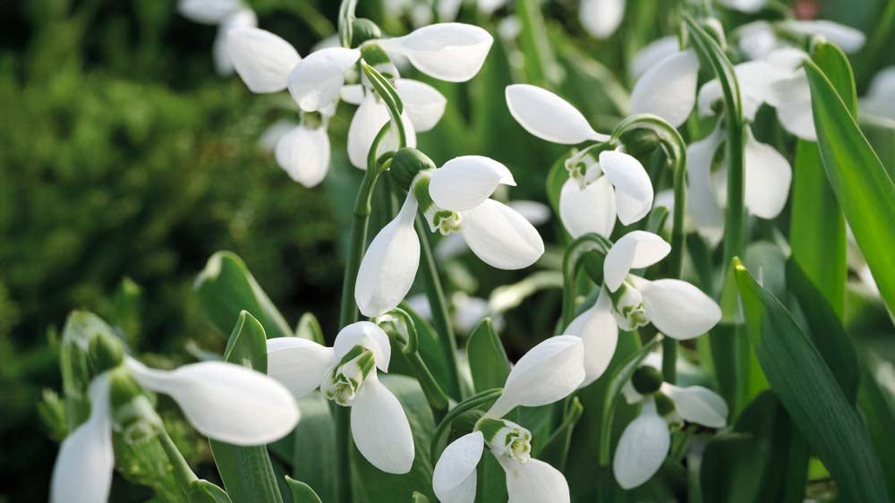 Grands perce-neige