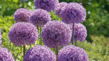 Grands alliums