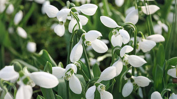 Fleurs de printemps précoces