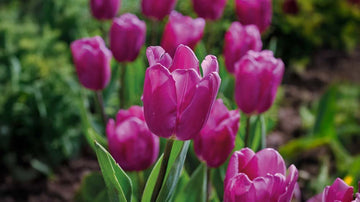 Tulipes précoces