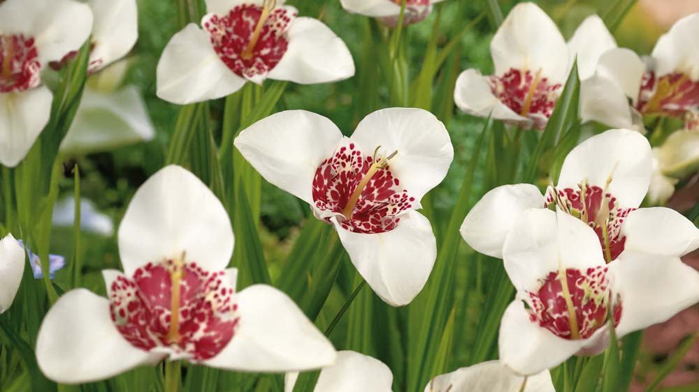 Tigridias - Blomea.fr