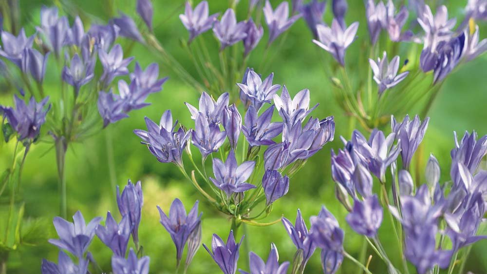 Triteleia - Blomea.fr