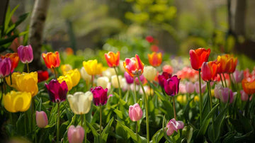 Tulipes Triomphe