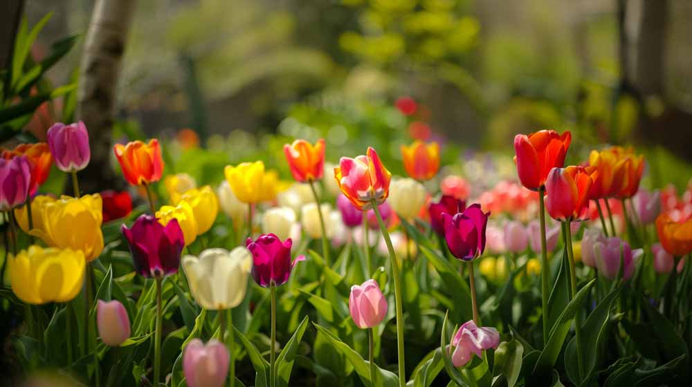 Tulipes Triomphe