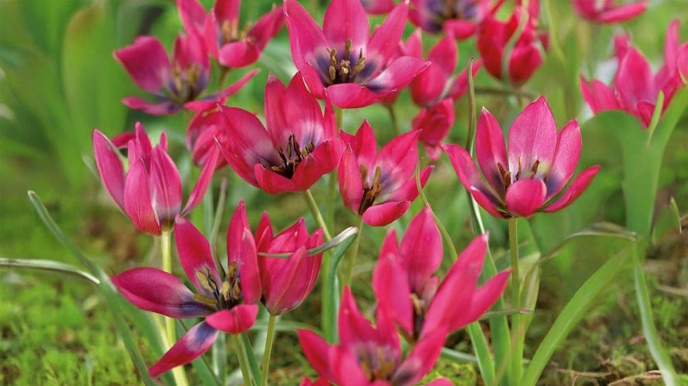 Tulipes botaniques - Blomea.fr