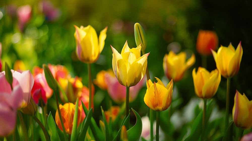 Tulipes sauvages - Blomea.fr